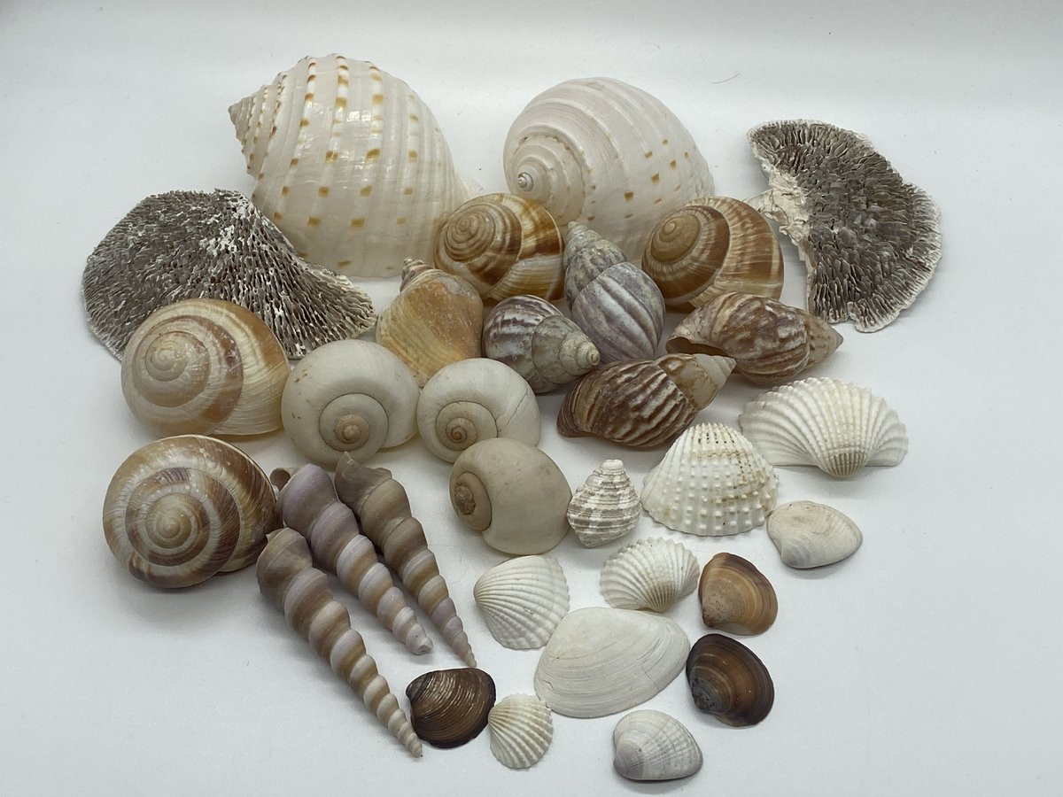 Assorti Schelpen voor Maritieme Decoratie en Stranddecoratie