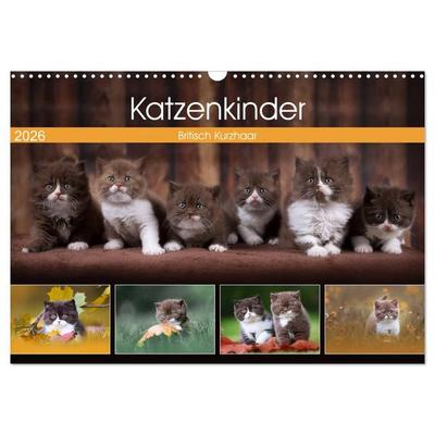 Katzenkinder - Britisch Kurzhaar (Wandkalender 2026 DIN A3 quer), CALVENDO Monatskalender
