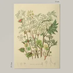 POSTER Impression Artistique Umbellace A4 Rahmenlos