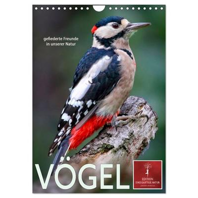 Vögel - gefiederte Freunde in unserer Natur (Wandkalender 2026 DIN A4 hoch), CALVENDO Monatskalender