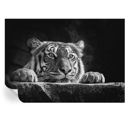 FOTOTAPETE 208x146 cm - Raubtierblick