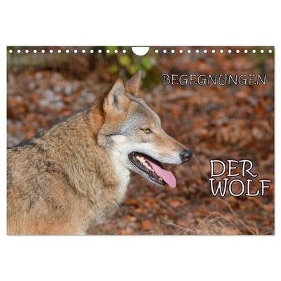 Begegnungen DER WOLF (Wandkalender 2027 DIN A4 quer), CALVENDO Monatskalender