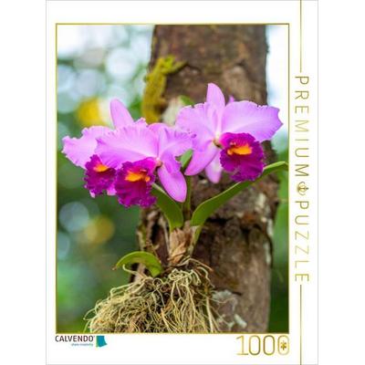 CALVENDO Puzzle Leuchtende Cattleya Orchidee | 1000 Teile Lege-Größe 64x48cm Foto-Puzzle für glückliche Stunden
