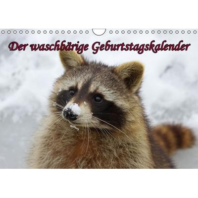 Waschbären / Geburtstagskalender (Wandkalender immerwährend DIN A4 quer)