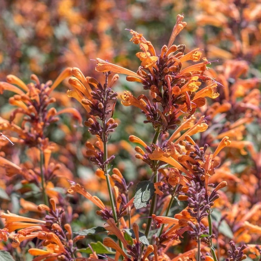 6 x Agastache hybrida Fleur - Agastache hybride - Pot van 9x9 cm