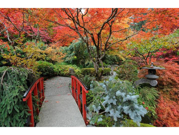 Fototapete PAPERMOON JAPANISCHER GARTEN HERBST , bunt, B:2,5m L:1,86m, Vlies, Tapeten, Fototapete