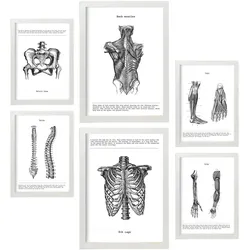 POSTER Set Mit 6 Anatomie Muskeln, Bein, Arm, Wirbelsäule, Becken A3 & A4 Weißer Rahmen