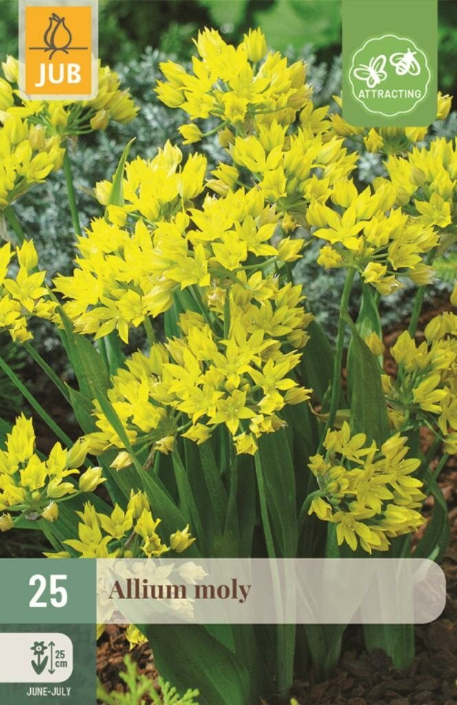 Jub Allium moly 25 bollen