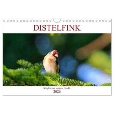 Distelfink (Wandkalender 2026 DIN A4 quer), CALVENDO Monatskalender