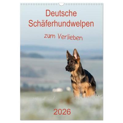 Deutsche Schäferhundwelpen zum Verlieben (Wandkalender 2026 DIN A3 hoch), CALVENDO Monatskalender