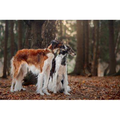Fototapete PAPERMOON "BARSOI-HUND Tier-Portrait, langhaariger Welpe", bunt, B:4m L:2,6m, Vlies, Tapeten