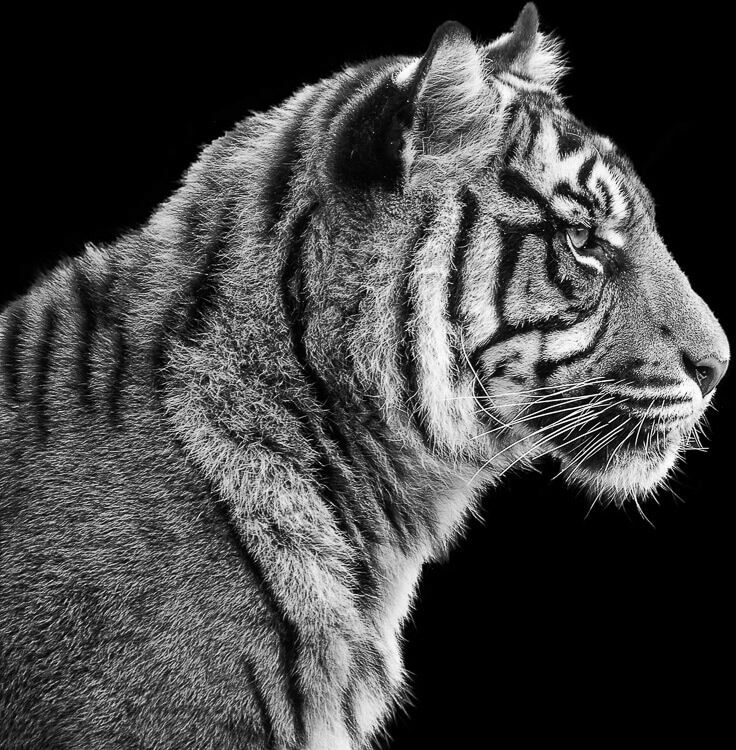 Fototapete PAPERMOON "Sumatra-Tiger-Porträt", bunt, B:5m L:2,8m, Vlies, Tapeten, Fototapete bunt B/L: 5m x 2,8m, Bahnen: 10 Stk.