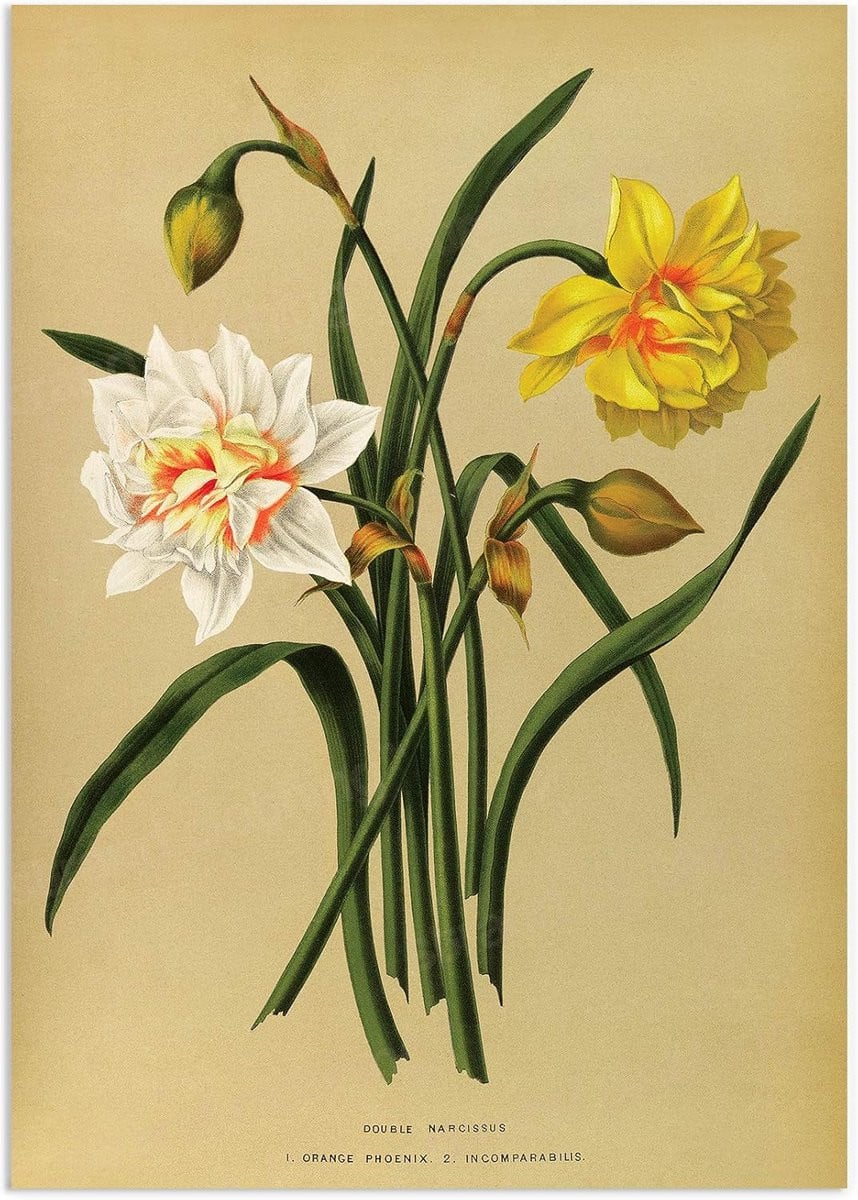 Botanische kunst A3 poster met vintage narcis bloemen wanddecoratie