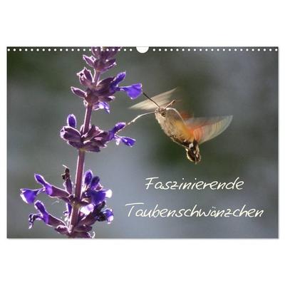 Faszinierende Taubenschwänzchen (Wandkalender 2027 DIN A3 quer), CALVENDO Monatskalender