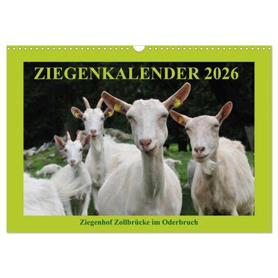 Ziegenkalender 2026 (Wandkalender 2026 DIN A3 quer), CALVENDO Monatskalender