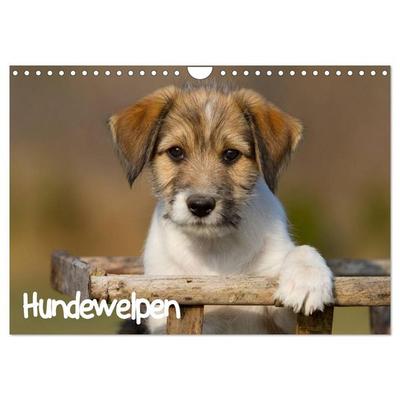 Hundewelpen (Wandkalender 2026 DIN A4 quer), CALVENDO Monatskalender