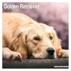 Various Publishers, Kalender, Golden Retriever Calendar 2026 Square Dog Breed Wall Calendar - 16 Month