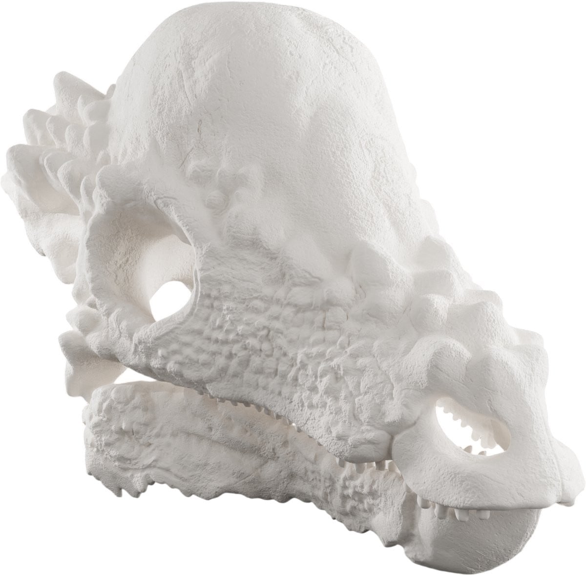 Pachycephalosaurus Schedel Decoratie Replica - Wit - Anatomisch Model Dinosaurus - Life Size 50 cm