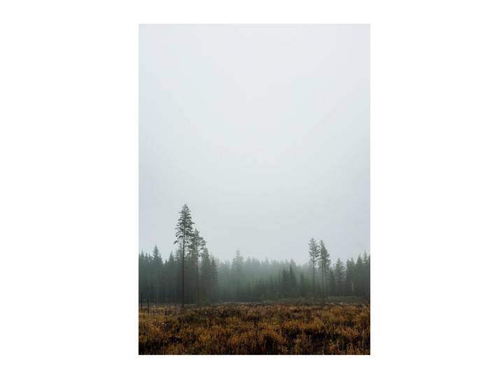 Fine Little Day Poster Skog 70x100 cm