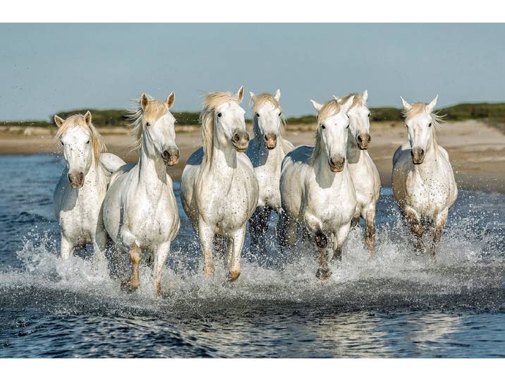 Fototapete PAPERMOON PFERDE-CAMARGUE GALLOP STRAND MEER TIERE KÜSTE PROVENCE , bunt, B:1,5m L:1,11m, Vlies, Tapeten, Fototapete