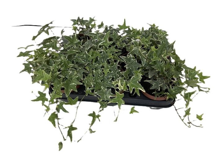 Bio Efeu weiss panaschiert Ø11cm 8er Set