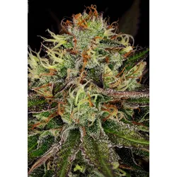 Paradise Seeds Chocolate Wafflez 5 Samen - 5