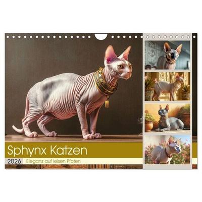 Sphinx Katzen. Eleganz auf leisen Pfoten (Wandkalender 2026 DIN A4 quer), CALVENDO Monatskalender