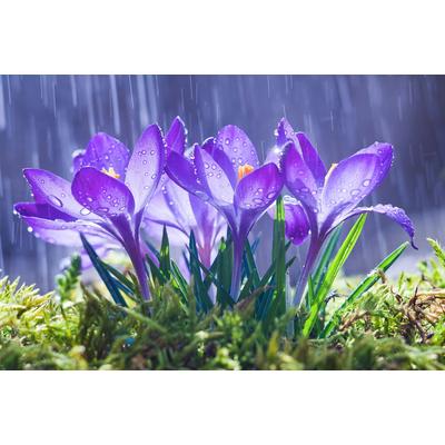 Fototapete PAPERMOON "Blumen im Regen", bunt, B:5m L:2,8m, Vlies, Tapeten