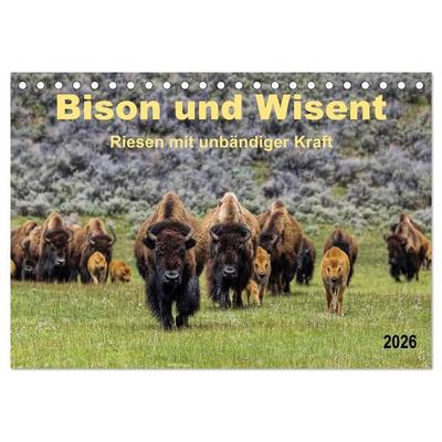 Bison und Wisent - Riesen mit unbändiger Kraft (Tischkalender 2026 DIN A5 quer), CALVENDO Monatskalender