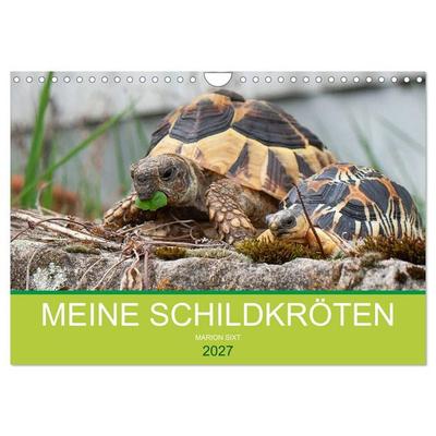 Meine Schildkröten (Wandkalender 2027 DIN A4 quer), CALVENDO Monatskalender