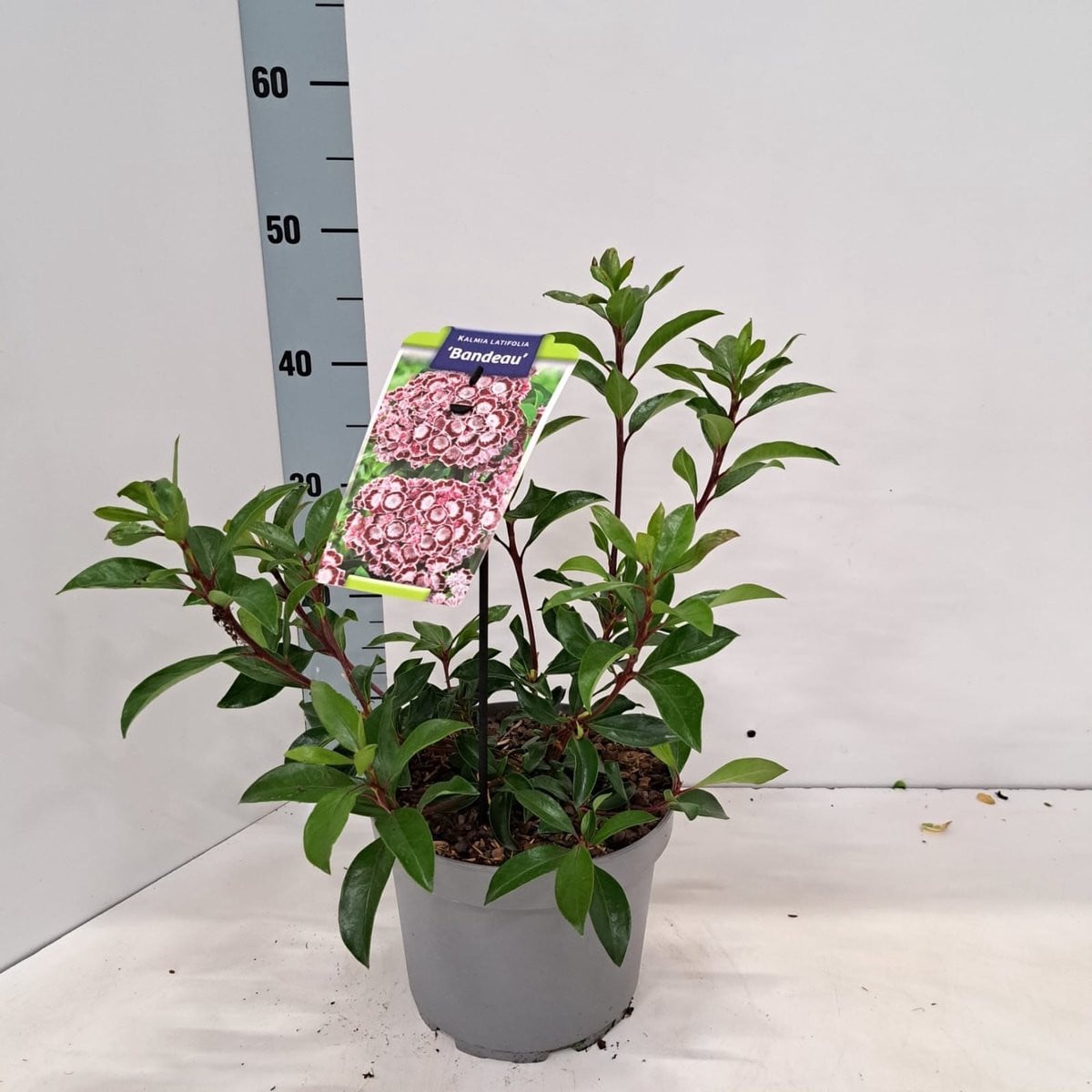 Kalmia lat. 'Bandeau' Berglaurier in pot