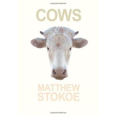 Cows, Taschenbuch von Matthew Stokoe, Akashic Books, 978-1-936070-70-1