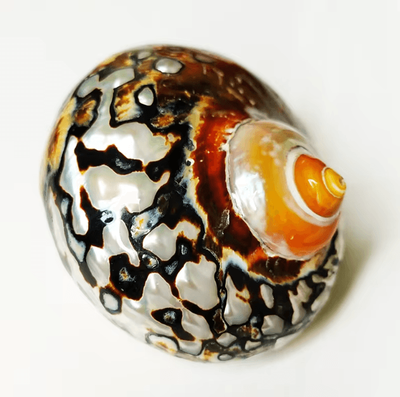 Inspire Curations Natural African Turban Seashell Set Sarmaticus Cowrie Decor For Coastal Home & Aquarium 9 10cm