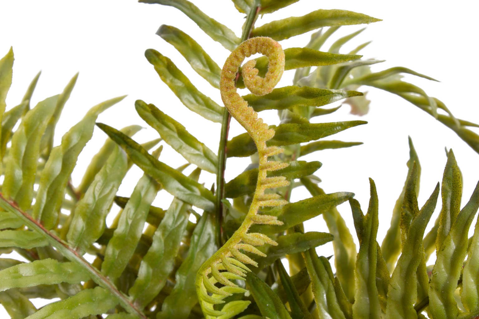 Künstliche Zimmerpflanze BOTANIC-HAUS "Farn im Zementtopf", grün, B:26cm H:24cm T:26cm Ø:26cm, Kunststoff, Kunstpflanzen, Künstliche Zimmerpflanze