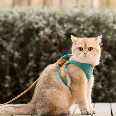 PetsAreLife Luminous Escape Proof Cat Harness Green M