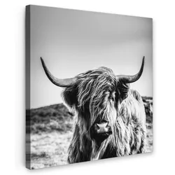 LEINWANDBILD Kuh - Schottischer Hochländer - Schwarz - Weiß - Tier - Natur - Wildtiere Deko Wohnzimmer 20x20 cm