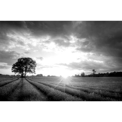 Fototapete PAPERMOON "Landschaft schwarz & weiß", schwarz (schwarz, weiß), B:4m L:2,6m, Vlies, Tapeten