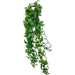 Komodo Split Philodendron Plant, Terrariumeinrichtung