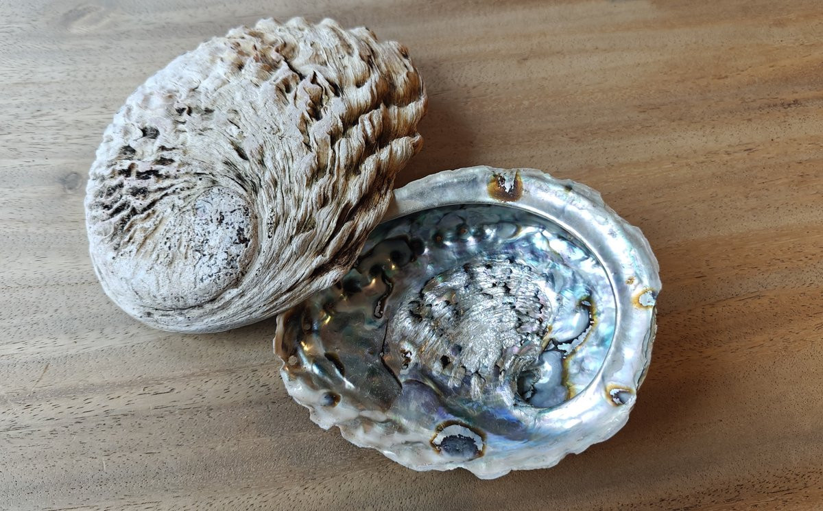 Smudge Abalone schelp Haliotis voor energetische reiniging, 15-17 cm