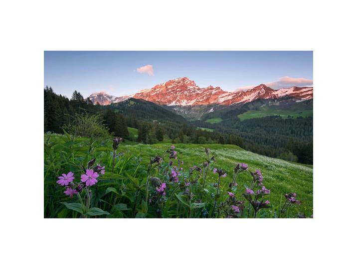 Fototapete, Mehrfarbig, Floral, 450x280 cm, Tapeten & Wandverkleidungen, Fototapeten