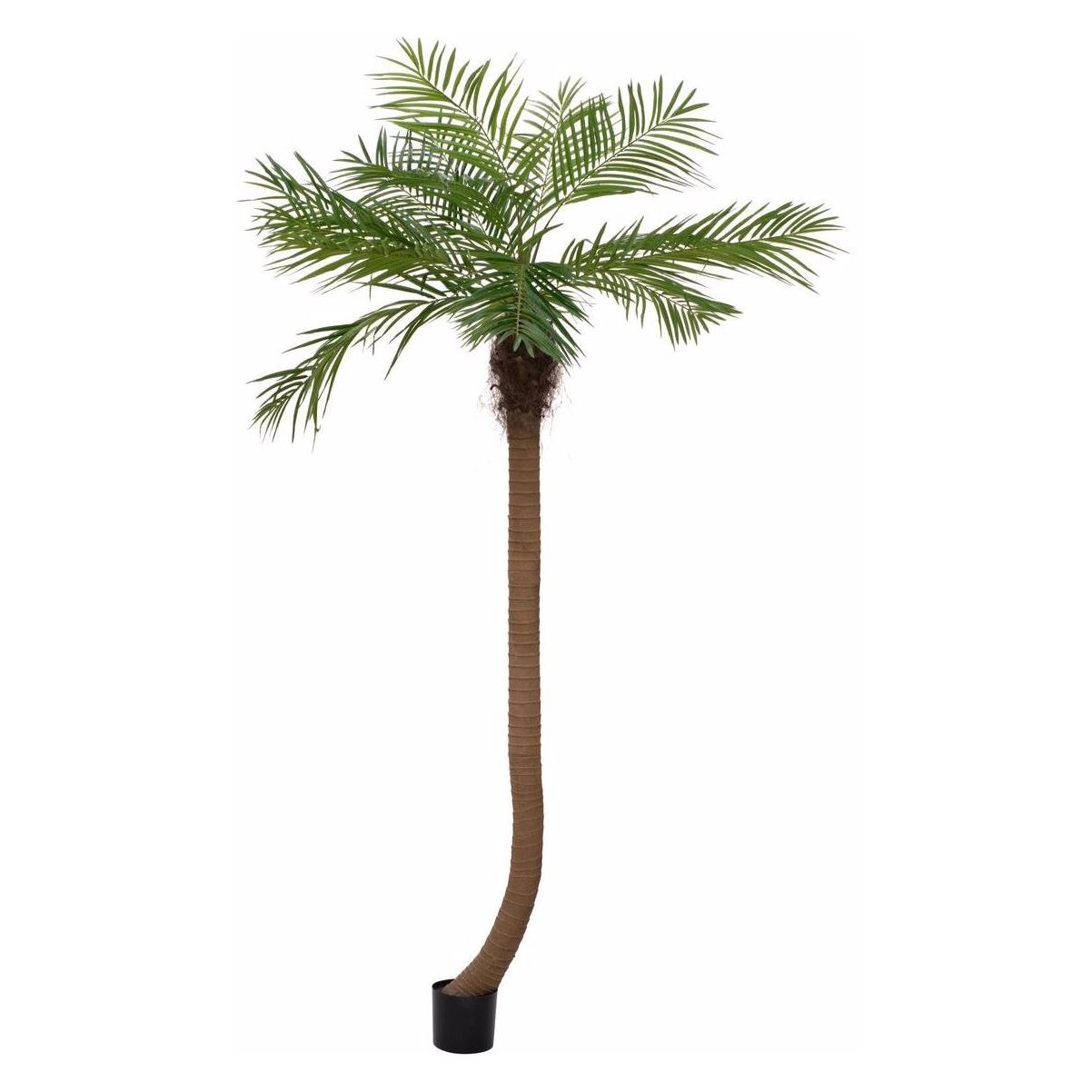 Europalms Phönixpalme luxor gebogen (240 cm) (82510726)