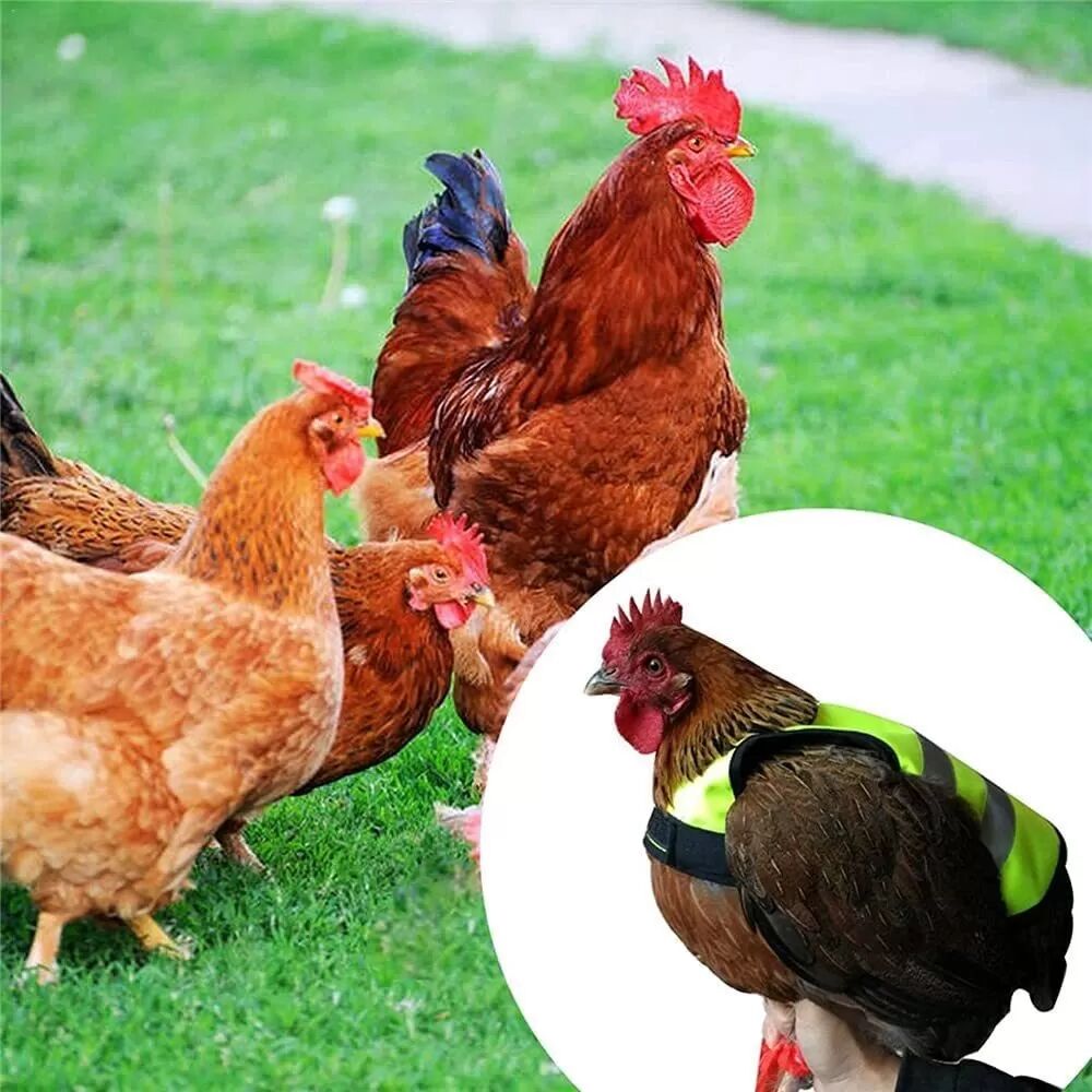 INF Reflektierende Sicherheitsweste für Hühner, Enten und Gänse - 4er-Pack, Oxford-Gewebe