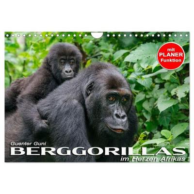 Berggorillas im Herzen Afrikas (Wandkalender 2027 DIN A4 quer), CALVENDO Monatskalender