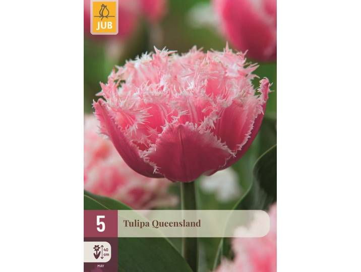 Tulpen Queensland 5 stuks