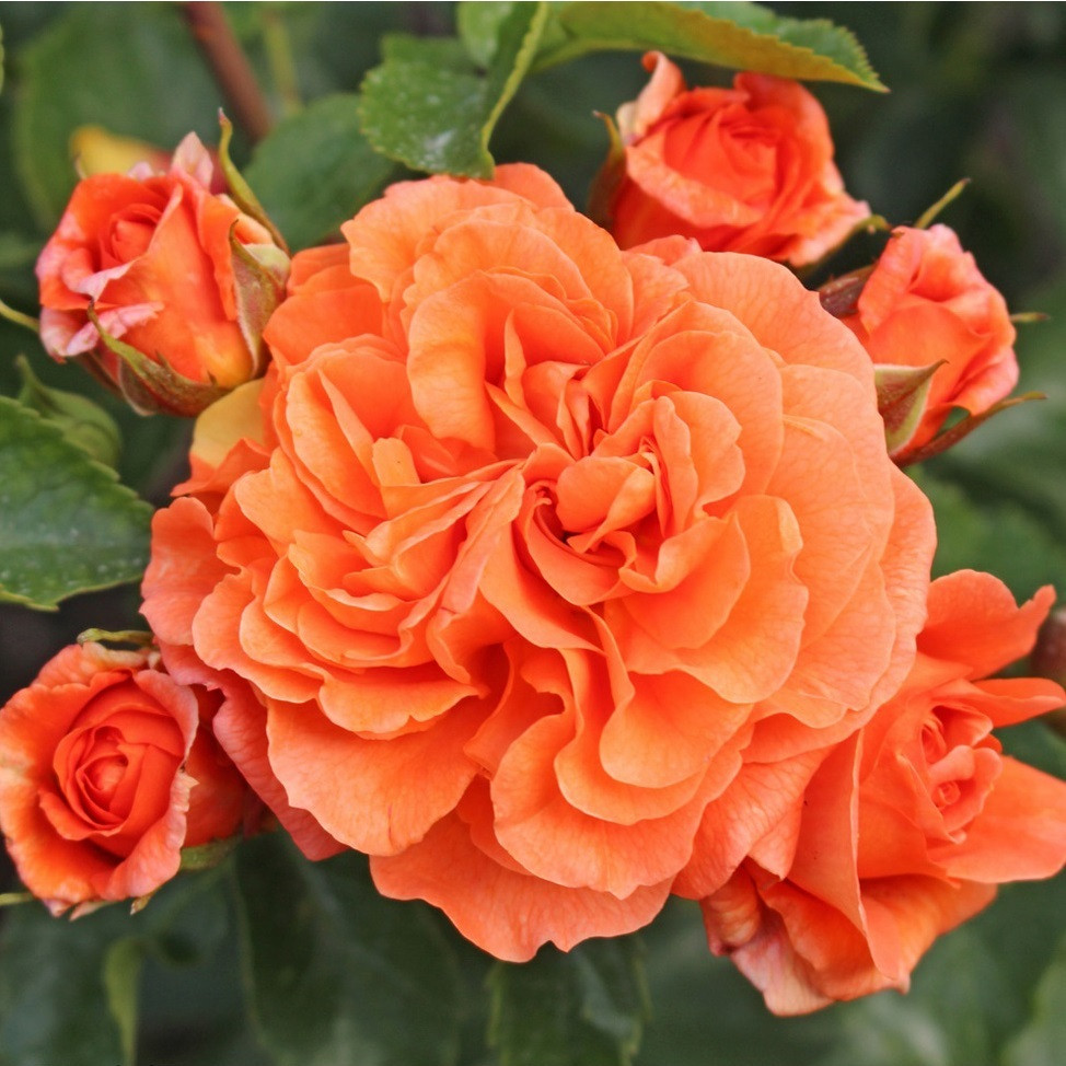 Kordes roos Rosa Orangerie
