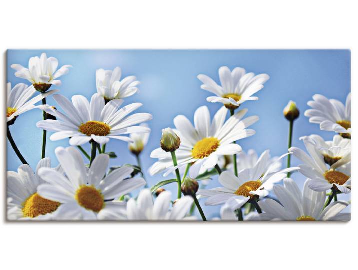 Leinwandbild ARTLAND Blumen - Margeriten , weiss (farbe bild(er): weiß), B:100cm H:50cm, Bilder, Leinwandbild, auf Holzrahmen gespannt
