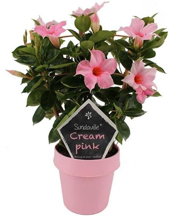 JUNAVERA Mandevilla Sun Cream Pink met klimrek, crèmeroze bloei, hoogte: 40 cm, potdiameter: 14 cm
