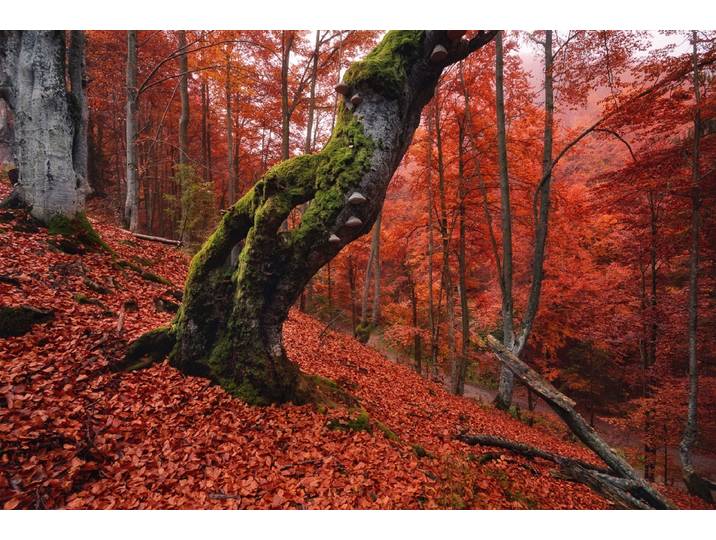 Papermoon Baum in Wald