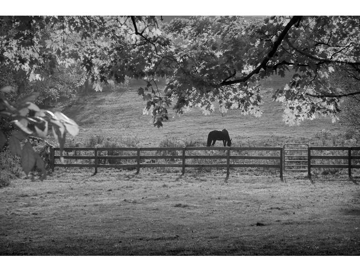 Fototapete PAPERMOON Pferdeweide Schwarz & Weiss , schwarz (schwarz, weiß), B:4m L:2,6m, Vlies, Tapeten, Fototapete