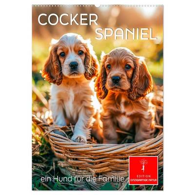 Cocker Spaniel - ein Hund für die Familie (Wandkalender 2026 DIN A2 hoch), CALVENDO Monatskalender